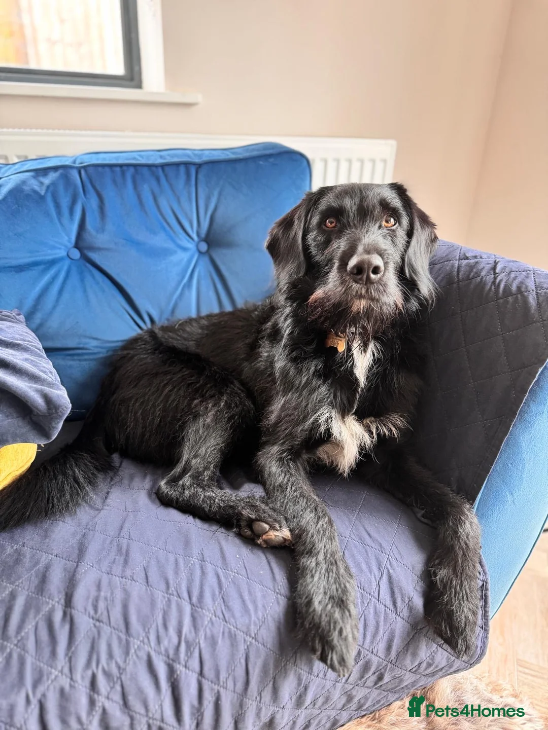 Labradoodle dogs for stud: F1b Miniature Labradoodle (Fully Health Tested) - Advert 4