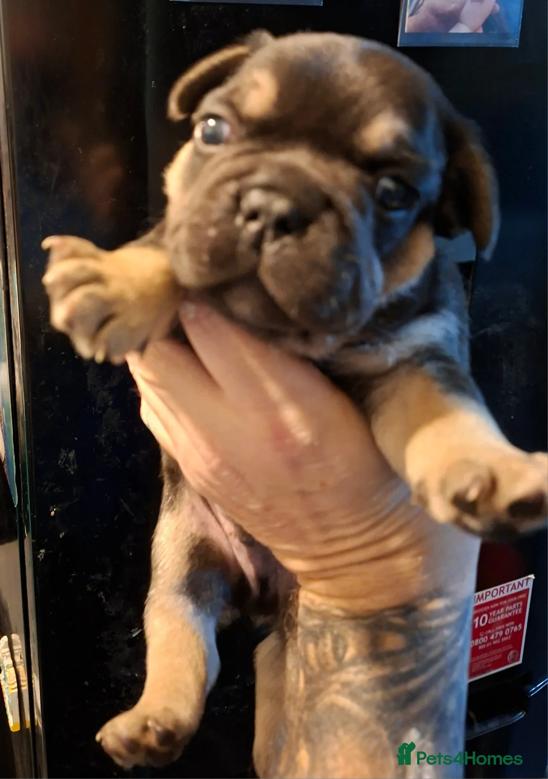 French Bulldog dogs for sale: 5 french bulldog  fluffy - Advert 13