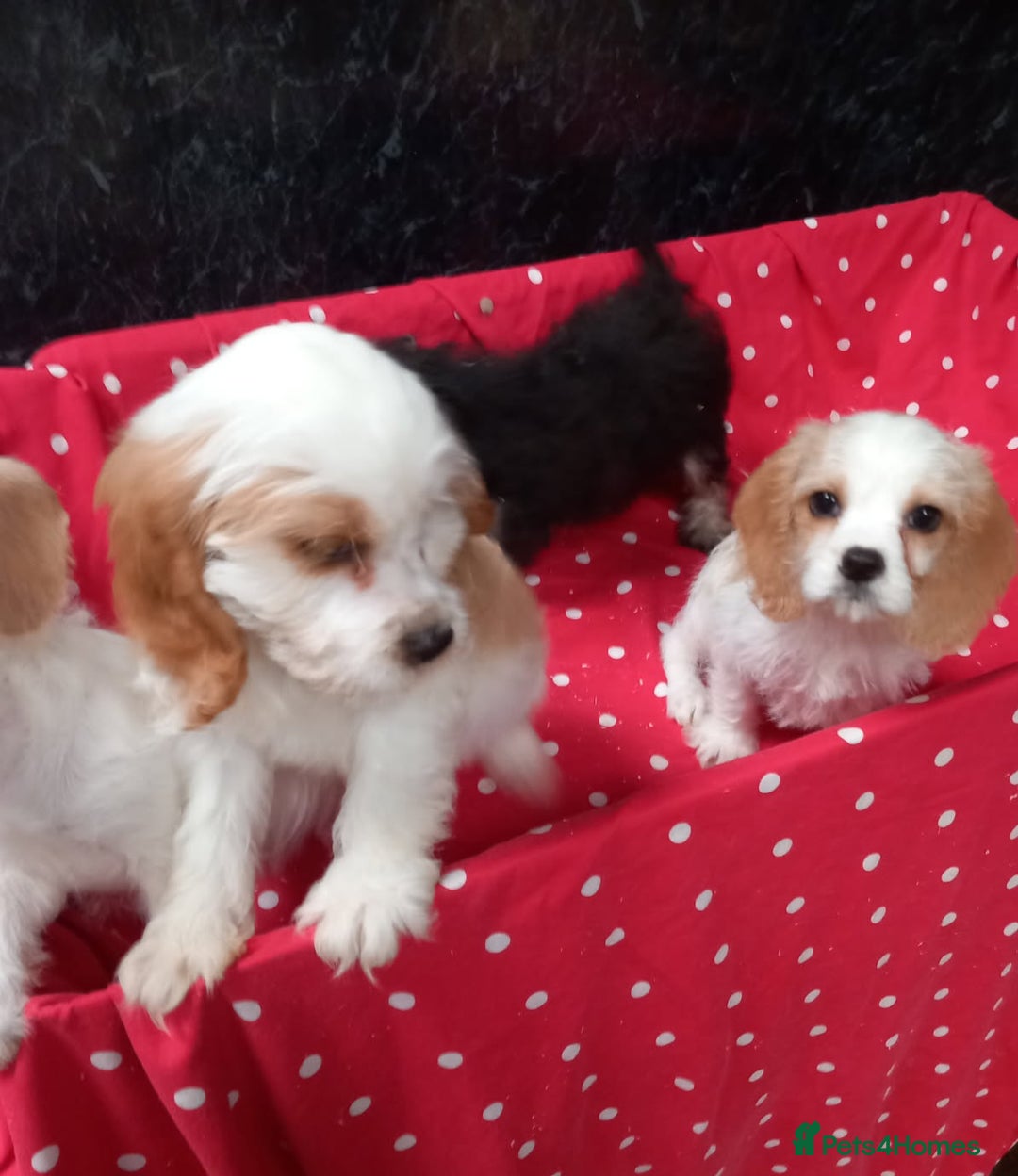 Cavapoo dogs for sale: Adorable cavapoo pups for sale - Image 3
