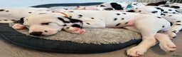 Dalmatian dogs for sale: Stunning mixed litter of Dalmatians  - Advert 15