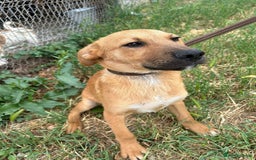 Mixed Breed dogs for adoption: Smithy - Norwich norfolk - Image 5