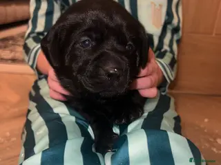 Labrador Retriever dogs Beautiful KC registered Labrador puppies - Advert 11