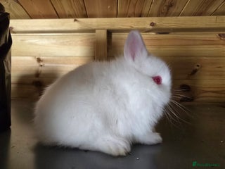 Netherland Dwarf rabbits Rew doe kits from smoke parents - Advert 16