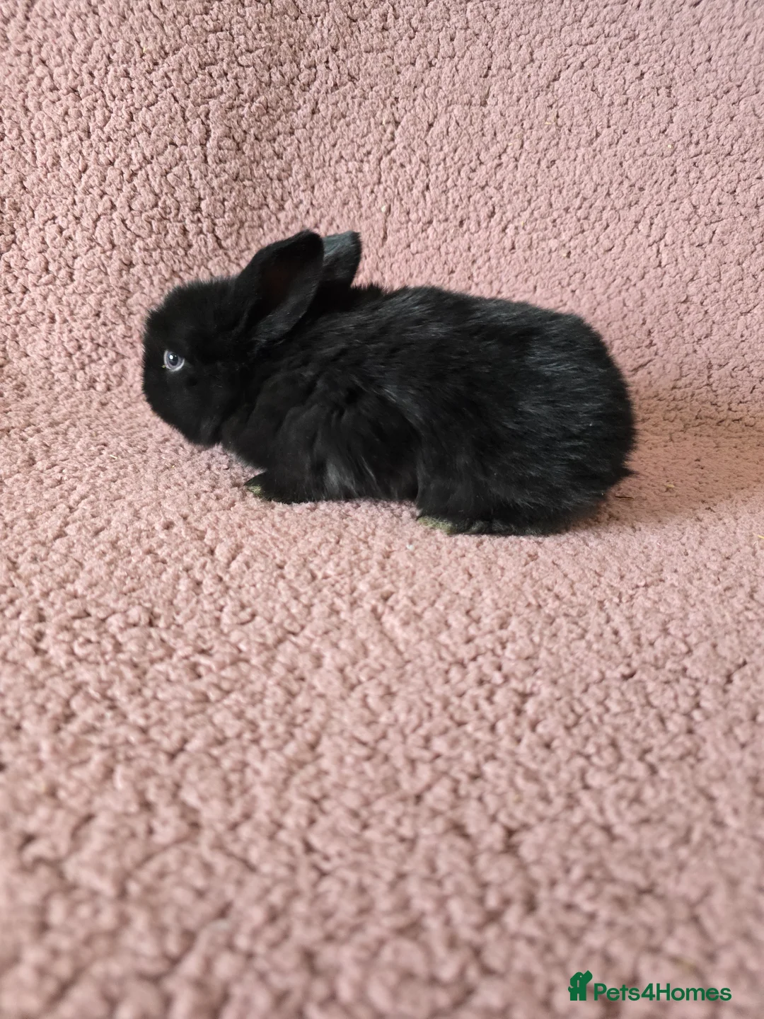 Mixed Breed rabbits for sale: Mini lop Rabbits  - Advert 9