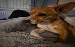 Jack Russell dogs for sale: Jack Russell  - Image 3