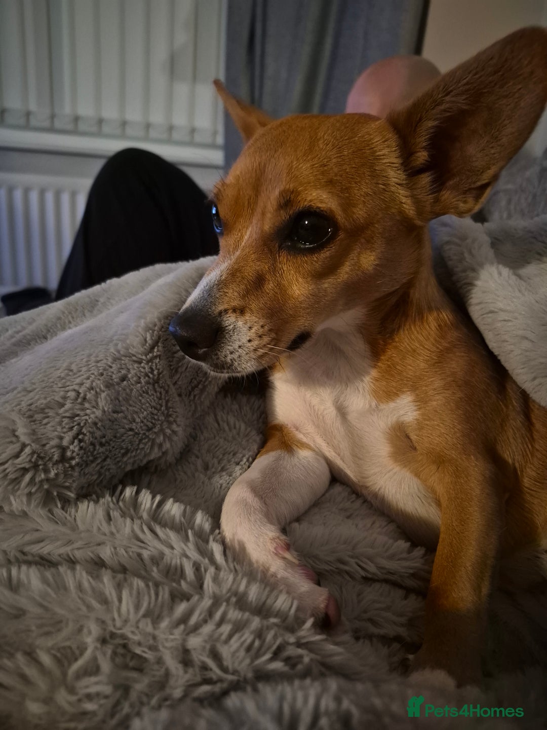 Jack Russell dogs for sale: Jack Russell  - Image 3