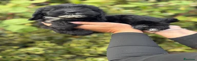 Victor