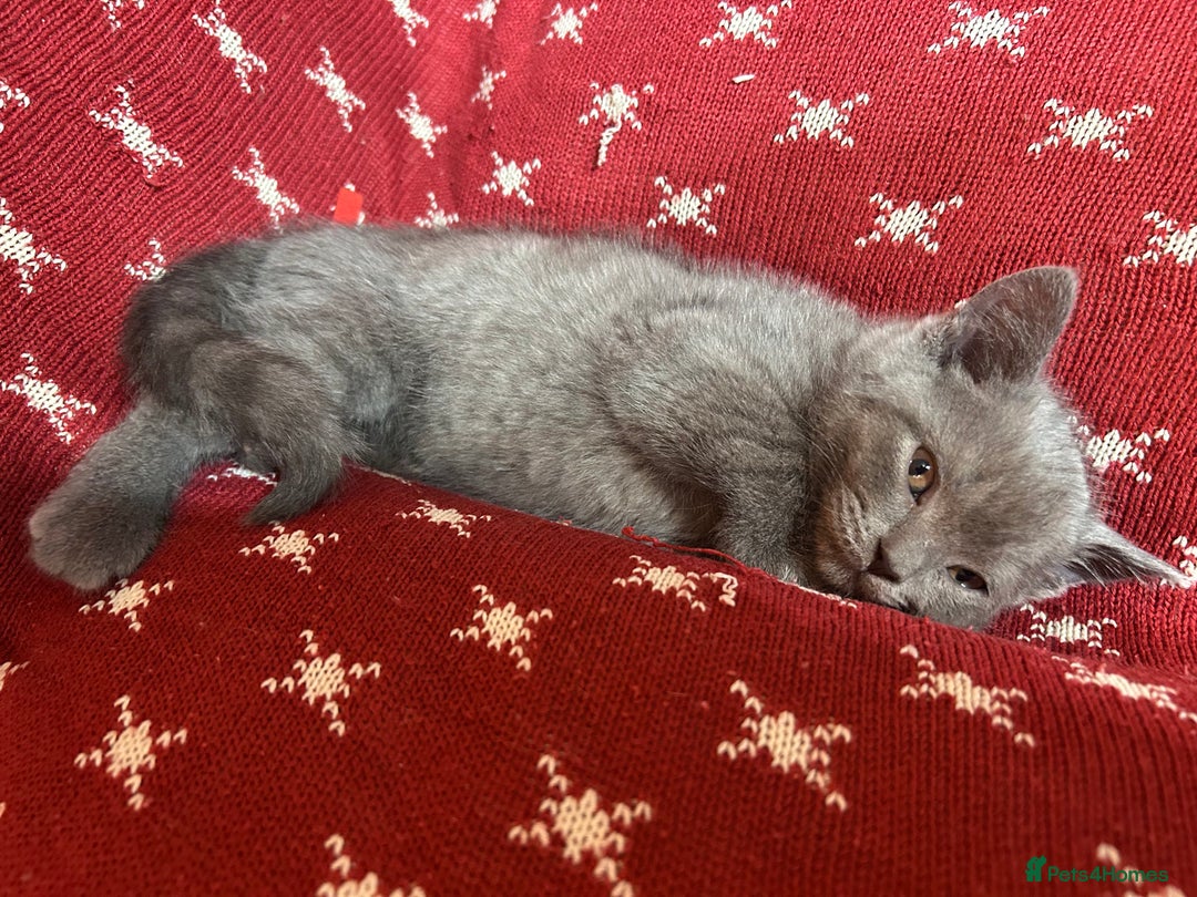 British Shorthair cats for sale: Beautiful Male British Shorthair kittens - Advert 4