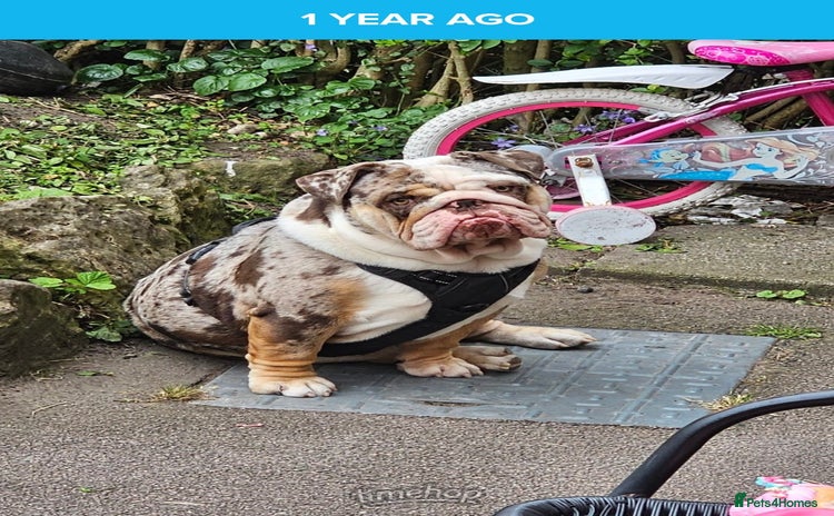 English Bulldog dogs - Advert 4