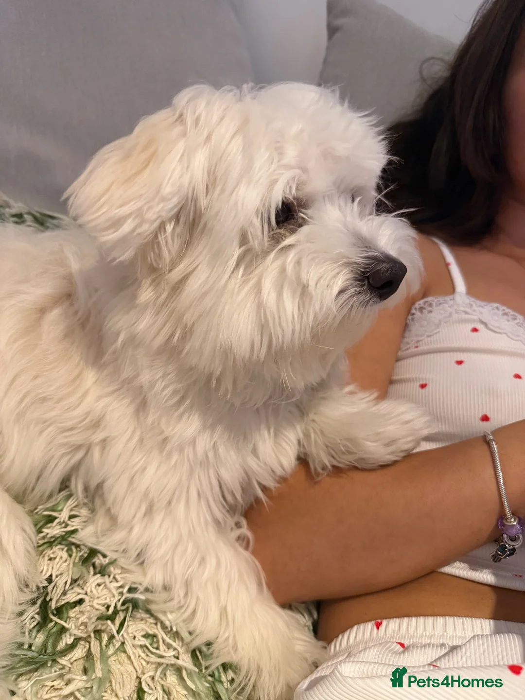 Maltese dogs for sale: Yoshi in Northampton - Advert 1