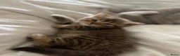 British Shorthair cats for sale: Stunning British shorthair kitten  - Advert 20