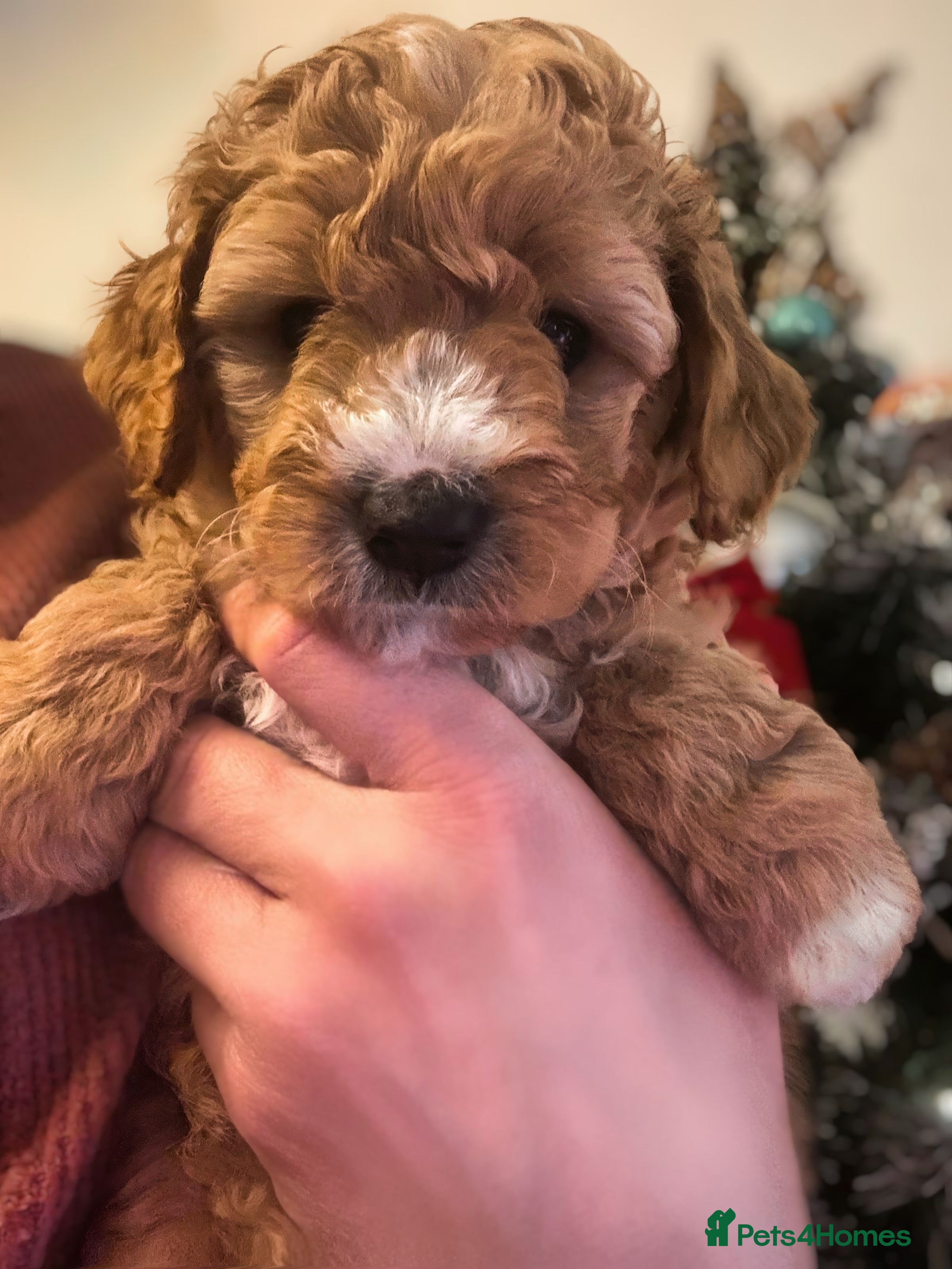 Australian Labradoodle dogs Australian Labradoodle DNA tested  - Advert 2