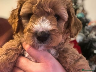 Australian Labradoodle dogs Australian Labradoodle DNA tested - Advert 9