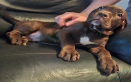 Mastiff dogs for sale: Mastiff Hybrids  - Image 7
