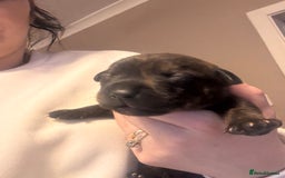 Mixed Breed dogs for sale: Rottweiler x Staffordshire bull terrier puppies - Image 4