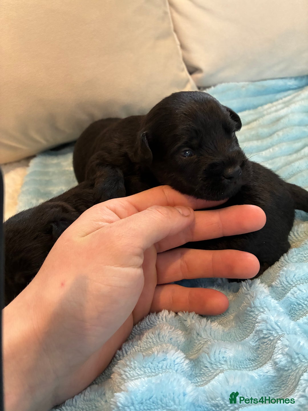 Patterdale Terrier dogs for sale: Patterdale pups  - Advert 5