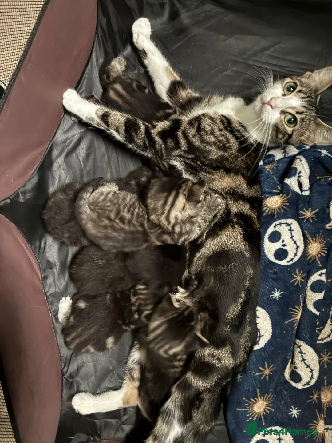 Mixed Breed cats for sale: Mixed tabbys in Reading - Advert 6