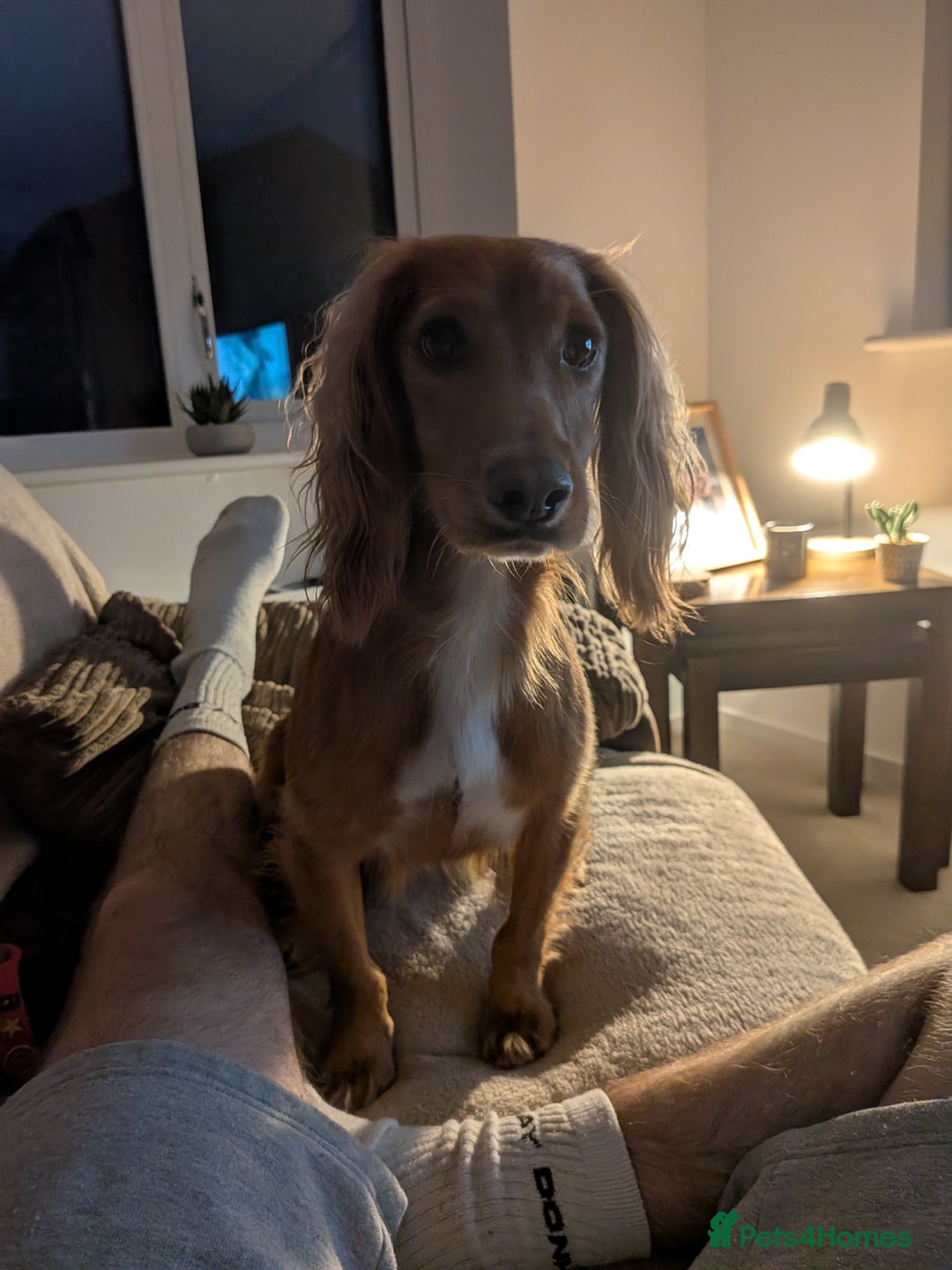 Cocker Spaniel dogs for sale: 2 year old cocker spaniel - Advert 4