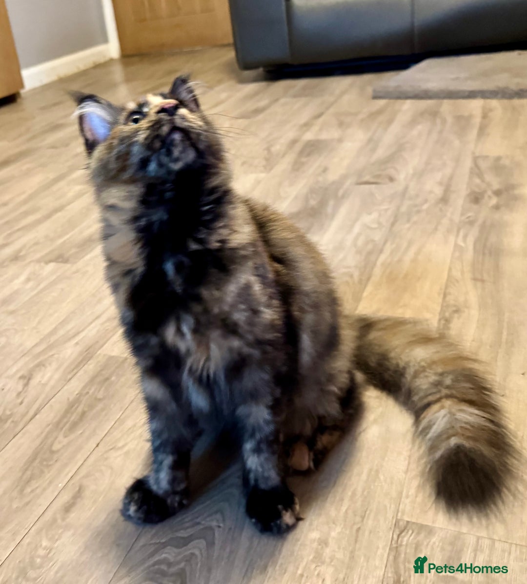 Maine Coon cats for sale: 2 Large Tica Maine Coon Kittens - Image 12