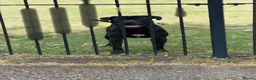 American Bull Staffy dogs for stud: PROVEN AMERICAN STAFF STUD AVAILABLE - Advert 3