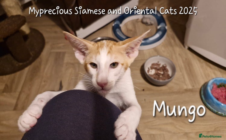 Oriental cats - Advert 1