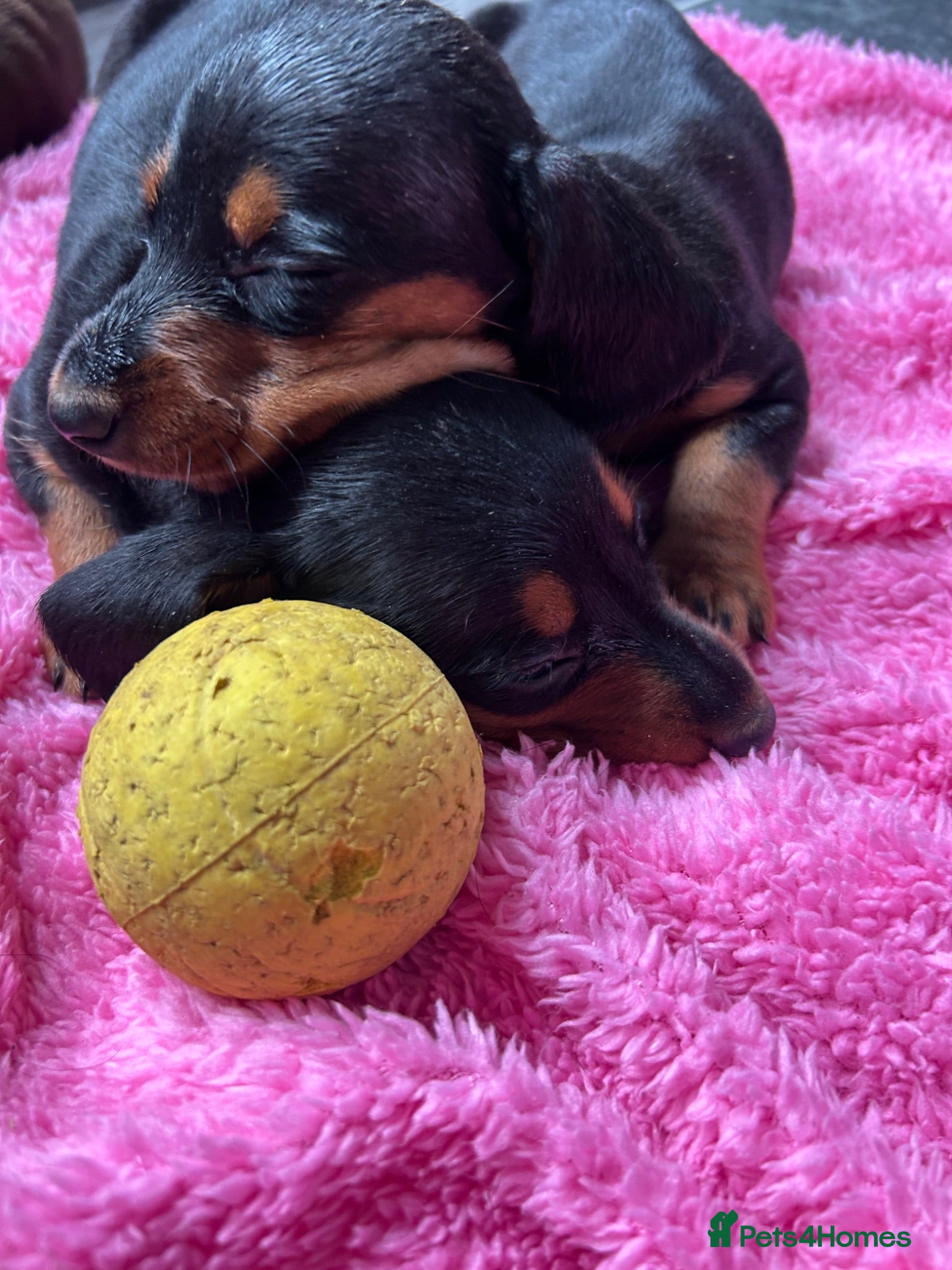 Miniature Dachshund dogs 3 left in Somerset, ready next week!  - Advert 1