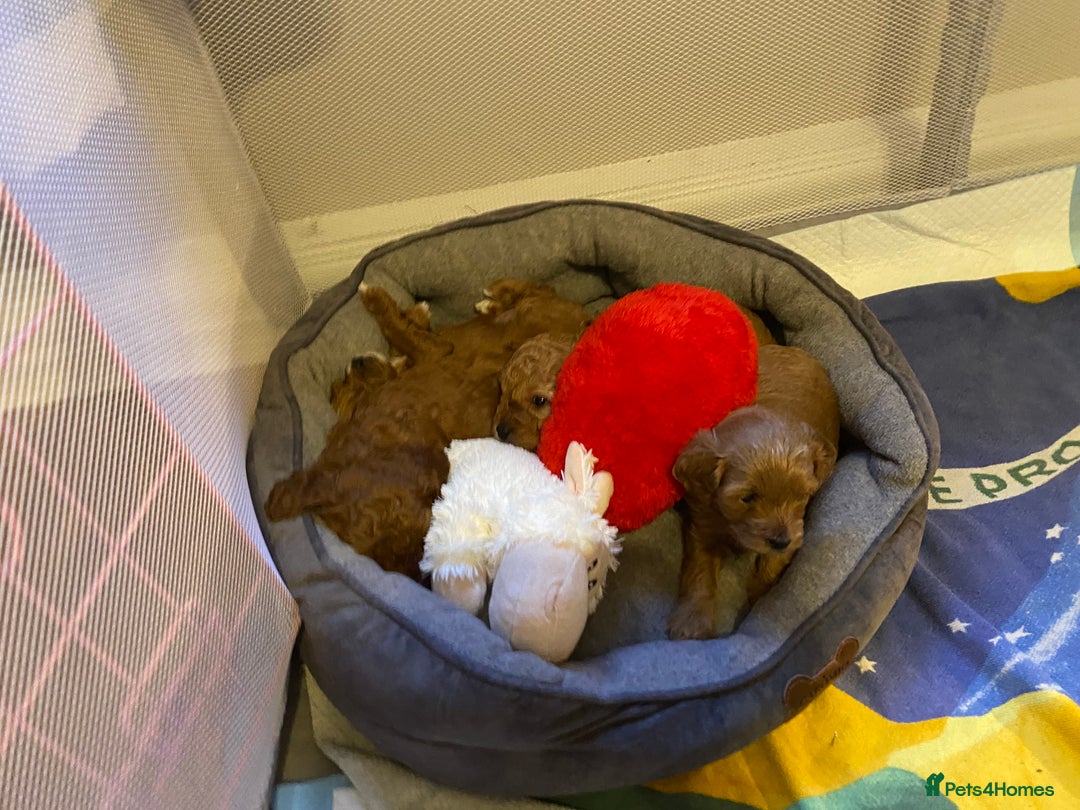 Cavapoo dogs for sale: F1B Toy Red Cavapoos for Sale - Advert 3