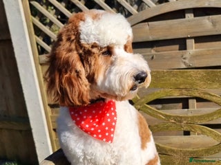 Labradoodle dogs in Bury Saint Edmunds - Advert 6