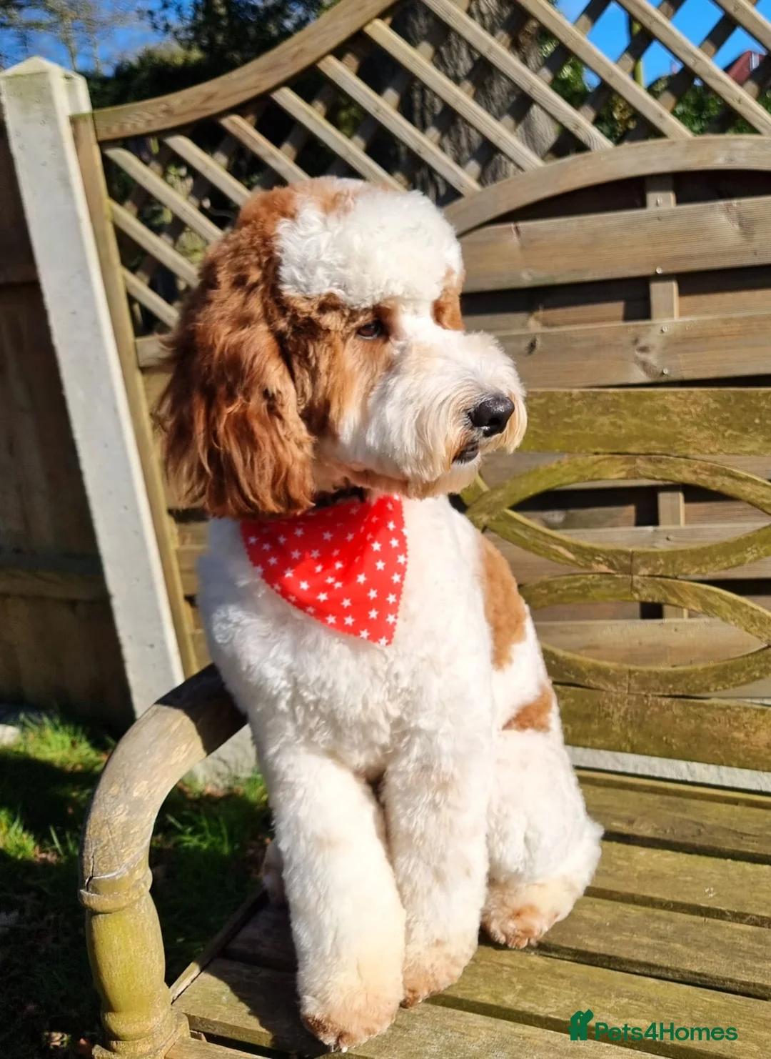 Labradoodle dogs for stud: Mr Lover Lover -"Bandit" Stunning Mini Doodle STUD in Bury Saint Edmunds - Advert 9