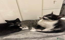 Mixed Breed cats for sale: 5 Gorgeous Happy Babies (Ready to Go) - Image 2