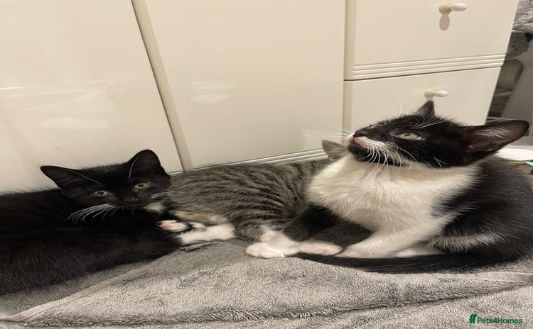 Mixed Breed cats - Advert 12