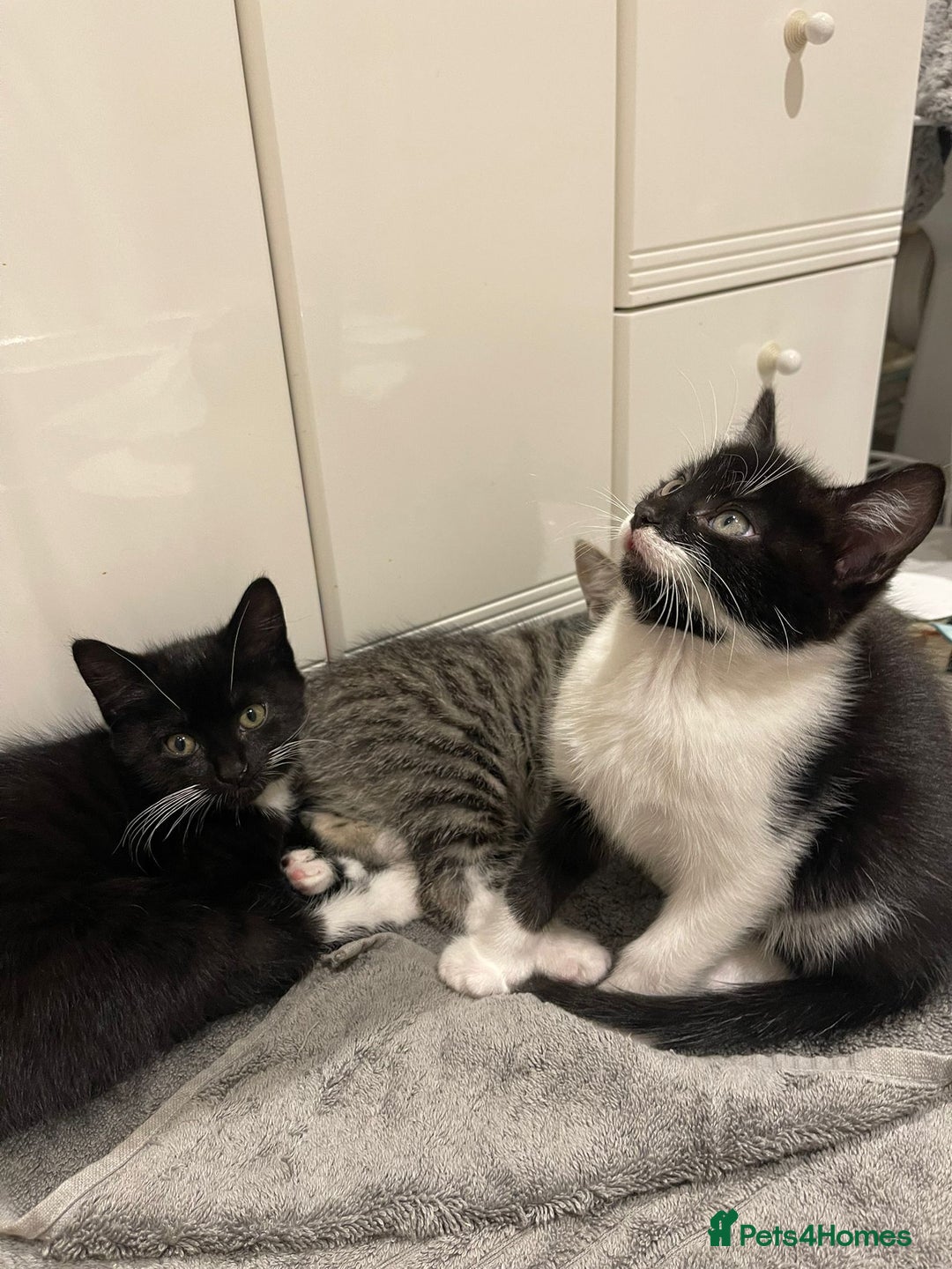 Mixed Breed cats for sale: 5 Gorgeous Happy Babies (Ready to Go) - Image 2