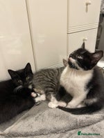 Mixed Breed cats - Advert 14