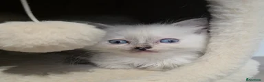 Ragdoll Kitten 3