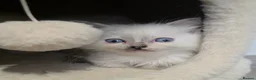Ragdoll cats for sale: ragdoll kittens 😸  - Advert 13