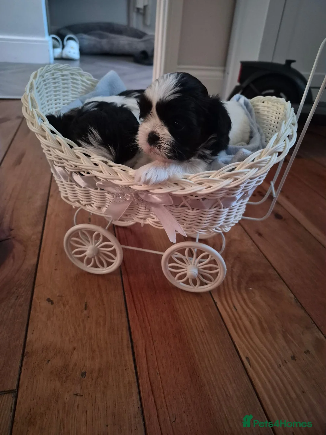 Shih Tzu dogs for sale: Shi tzu puppies  in Redcar - Advert 14