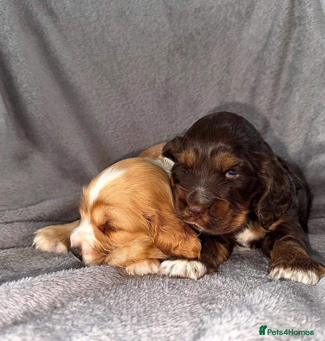 Cocker Spaniel dogs for sale: Beautiful chunky true to type showtype spaniels🐶 - Advert 2