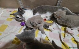 British Shorthair cats for sale: Full pedigree, British short hairs ready now. - Image 17