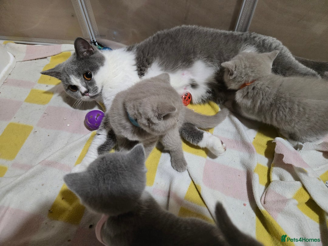 British Shorthair cats for sale: Full pedigree, British short hairs ready now. - Image 17