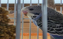 Budgerigars birds for sale: Baby budgie, Male - Image 3