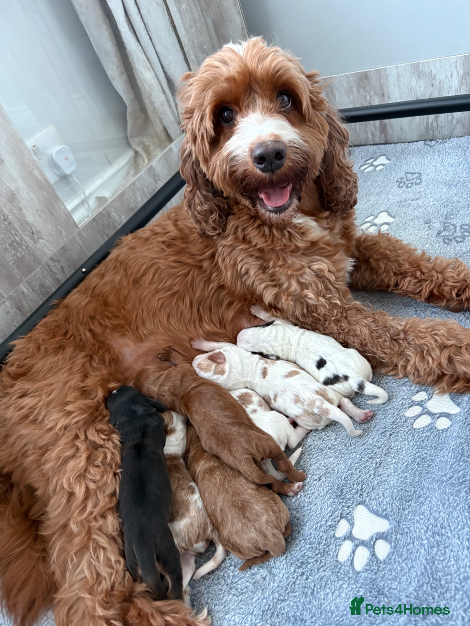 Cockapoo dogs Stunning F1B Cockapoo’s  - Advert 3
