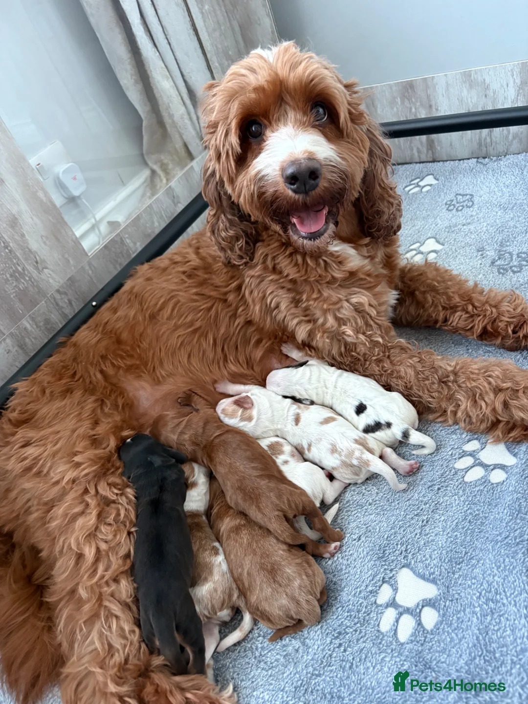 Cockapoo dogs for sale: Stunning F1B Cockapoo’s  in Cramlington - Advert 1