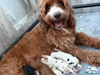 Cockapoo dogs Stunning F1B Cockapoo’s - Advert 1