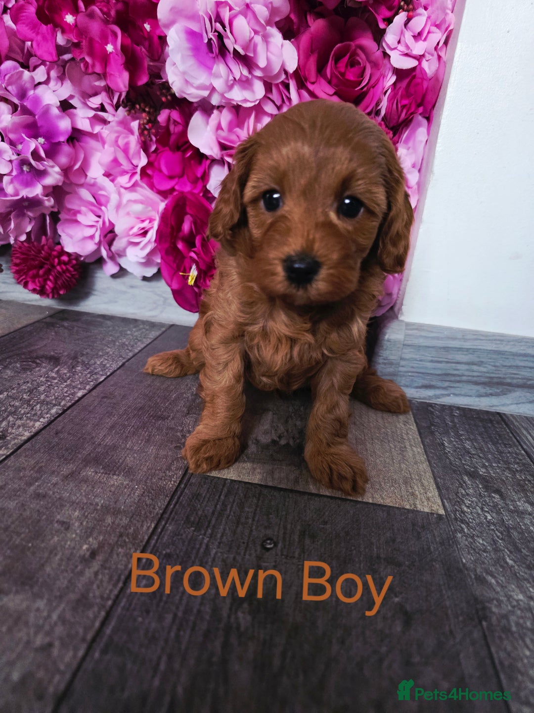 Cavapoo dogs for sale: CAVAPOO F1B RED HEALTY TESTED PARENTS - Image 9