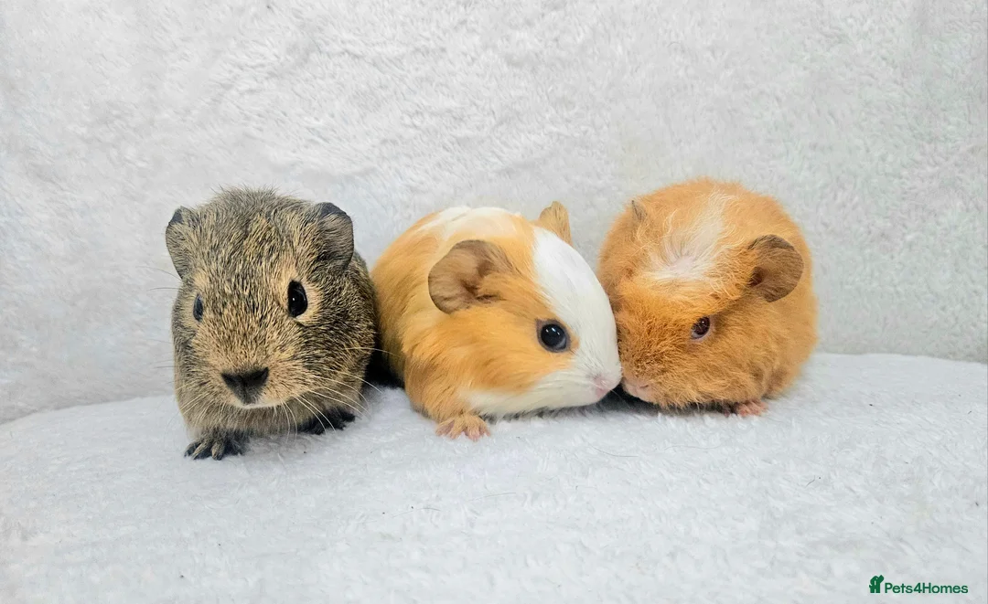 Guinea Pig rodents for sale: X3 male guinea pigs now ready in Poole - Advert 1