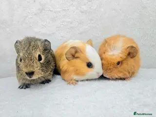 Guinea Pig rodents X3 male guinea pigs now ready in Poole - Advert 3