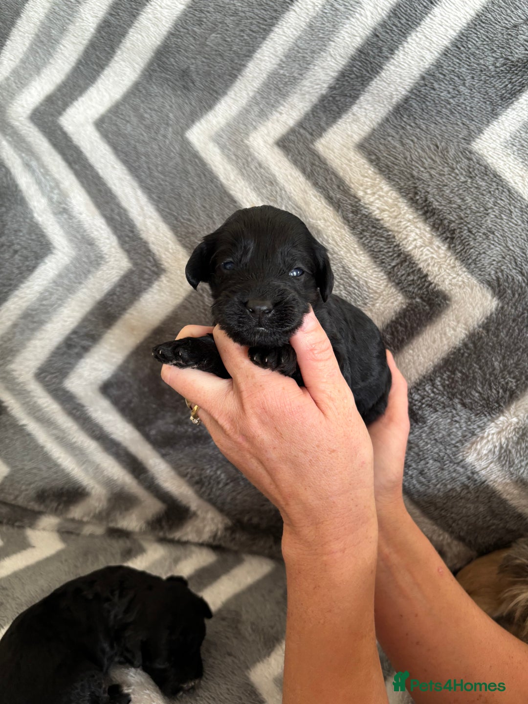 Cockapoo dogs for sale: Cockapoo puppys - Image 5