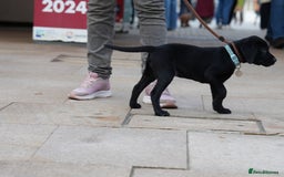 Labrador Retriever dogs for sale: Last 2 Black male labrador puppies vaccinated KC  - Advert 7
