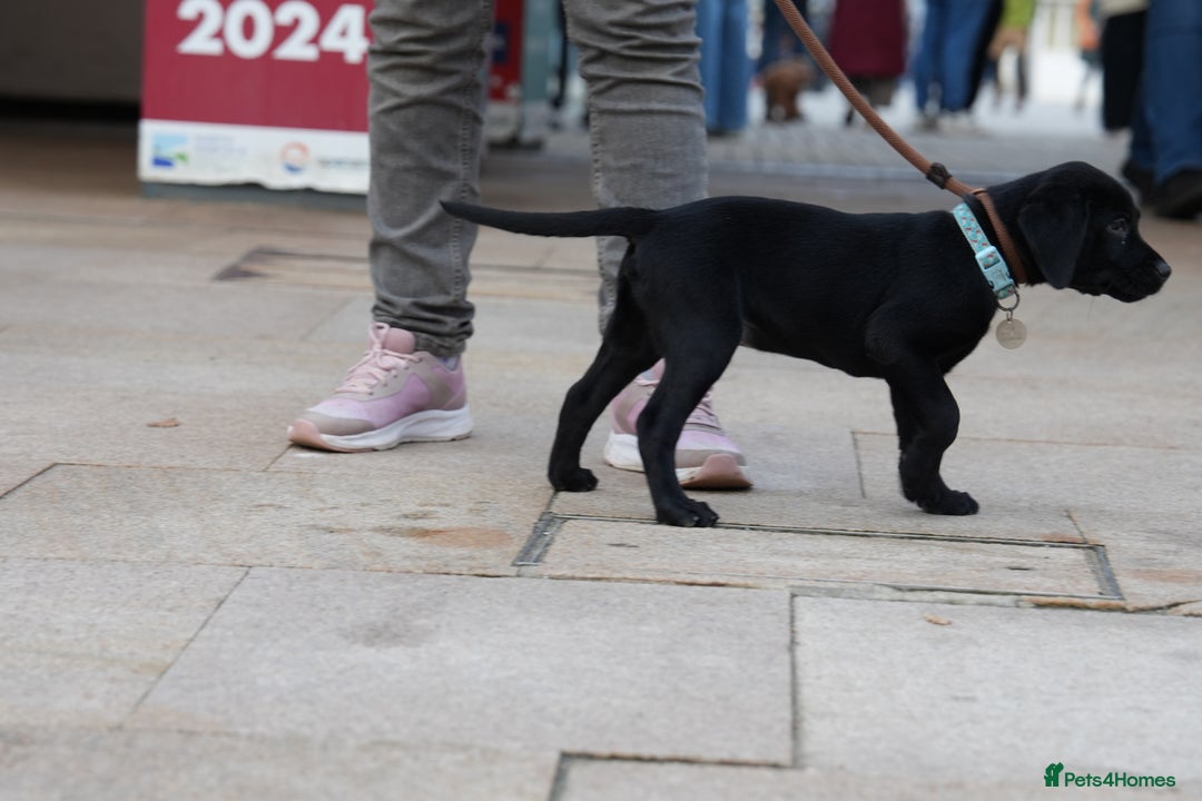 Labrador Retriever dogs for sale: Last 2 Black male labrador puppies vaccinated KC  - Advert 7