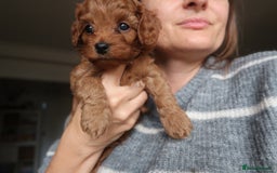 Cockapoo dogs for sale: Very unique Asian Toy Cockerpoos - Image 32